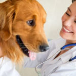 Правительство одобрило проект Закона о ветеринарных лекарственных средствах.
